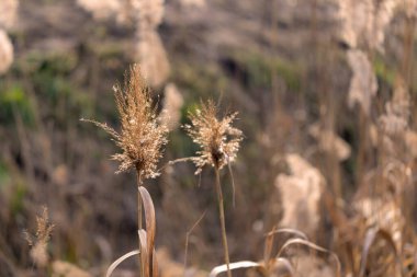 Kışın arka ışıklandırmada kamış tüylerinin yakın çekimi. Kırsal bir alanda rüya gibi bir arka planı olan hassas doğal doku. Boşluğu kopyala