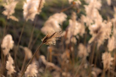 Sıcak arka ışıklandırmada kamış tüylerinin yakın plan görüntüsü. Sonbahar manzarasının zarif doğal dokusu ve rüya gibi arka planı