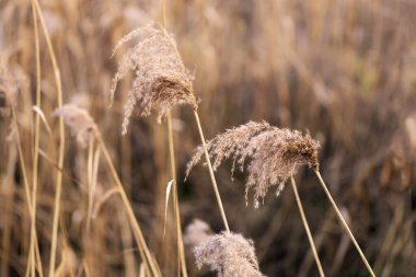 Kışın arka ışıklandırmada kuru kamış tüylerinin yakın çekimi. Rüya gibi bir arka planı olan narin bitki dokusu. Huzurlu atmosfer.