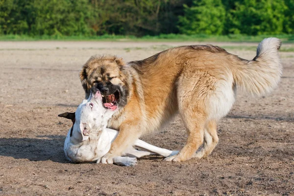 Luta de cães na areia Fotografia De Stock