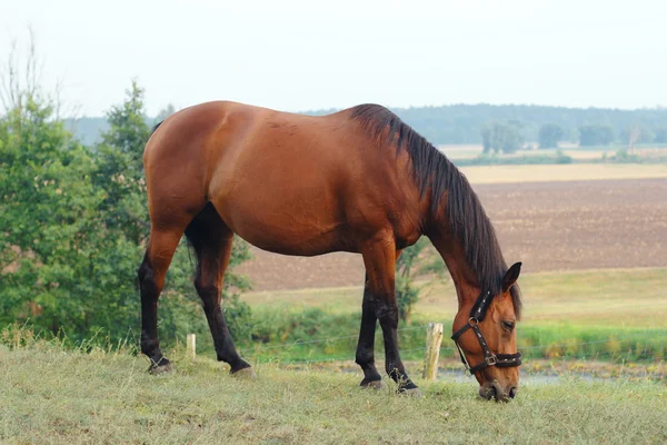 Koń na ranczo — Zdjęcie stockowe