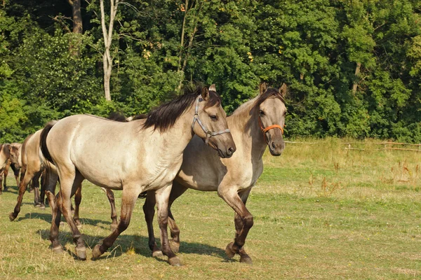 Konie na pastwisko — Zdjęcie stockowe