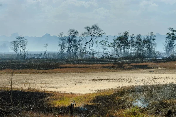 Dibakar Hutan Bakau Dengan Api Asap Pohon Dan Tanah Abu — Stok Foto