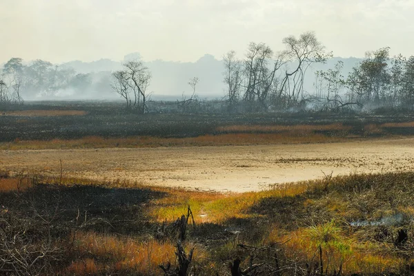 Dibakar Hutan Bakau Dengan Api Asap Pohon Dan Tanah Abu — Stok Foto