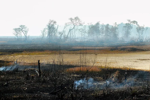 2007 Január Pitimbuban Paraiba Állam Brazília Mangrove Tűzzel Füsttel Fákkal Jogdíjmentes Stock Fotók