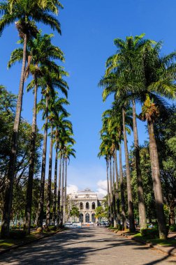 Liberty Square, Belo Horizonte, Minas Gerais, Brezilya 'da 27 Haziran 2008' de palmiye ağaçları. Arka planda Özgürlük Sarayı.