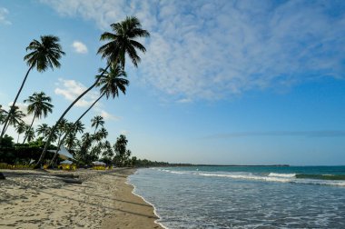 1 Ekim 2008 'de Brezilya' nın Pernambuco Eyaleti, Recife yakınlarındaki Porto de Galinhas plajında hindistan cevizi ağacı.