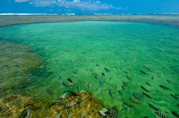 Naturalne Baseny Wieloma Małymi Rybami Plaży Porto Galinhas Ipojuca Niedaleko — Zdjęcie stockowe