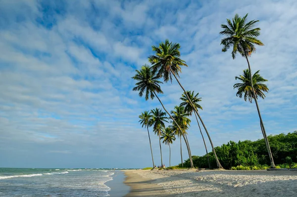 Pohon Kelapa Pada Sore Hari Pantai Porto Galinhas Ipojuca Dekat — Stok Foto