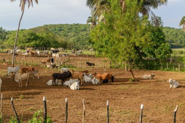 22 Aralık 2020 Barbalha, Ceara State, Brezilya 'daki çiftlik hayvanları çiftliği sığırları.