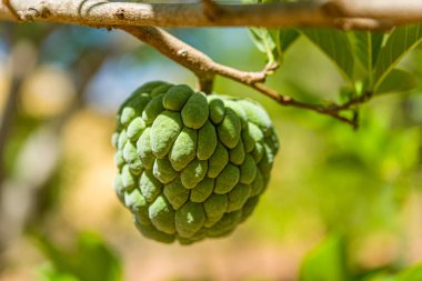 Elmalı muhallebi hala ağaçta. Tropik meyve.