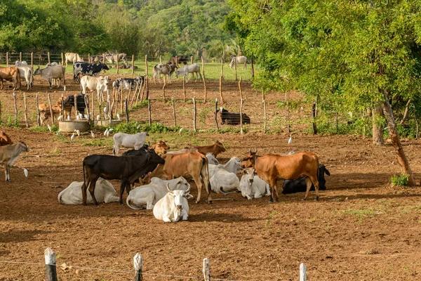 Ganado Granja Ganadera Barbalha Estado Ceara Brasil Diciembre 2020 —  Fotos de Stock