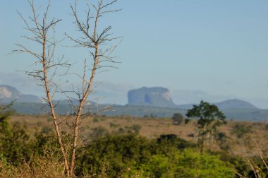 Chapada Diamantina Ulusal Parkı 'nda kurak fabrika. Arka planda Pai Inacio Tepesi, Bahia Eyaleti, Brezilya 8 Haziran 2007.