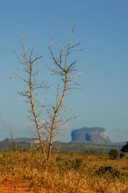 Chapada Diamantina Ulusal Parkı 'nda kurak fabrika. Arka planda Pai Inacio Tepesi, Bahia Eyaleti, Brezilya 8 Haziran 2007.