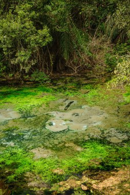 Nehrin temiz suyla kaynağı, 31 Mart 2007 'de Brezilya' da Bonito, Mato Grosso do Sul 'da ağaçlarla ve su bitkileriyle dolu yağmur ormanlarının ortasında..