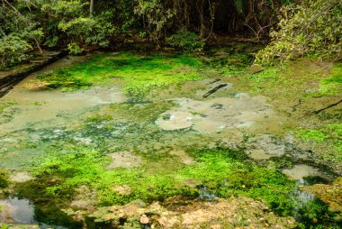 Nehrin temiz suyla kaynağı, 31 Mart 2007 'de Brezilya' da Bonito, Mato Grosso do Sul 'da ağaçlarla ve su bitkileriyle dolu yağmur ormanlarının ortasında..
