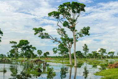Trees in a wetland in the rainy season in the Pantanal of Mato Grosso, Pocone, Mato Grosso, Brazil on November 24, 2007. clipart