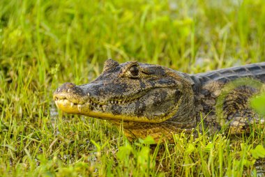 24 Kasım 2007 'de Brezilya' nın Mato Grosso, Pocone, Mato Grosso, Brezilya 'nın Pantanal bölgesindeki bir nehrin kıyısında dinlenen bir timsah..