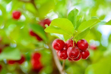 Olgun meyveli Acerola ağacı.