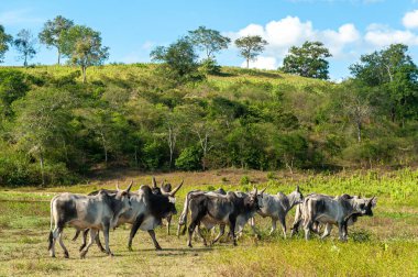 Çiftlik hayvanları. 23 Nisan 2012 'de Brezilya, Paraiba Eyaleti Alagoinha' da sığır tarlasında.