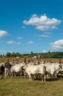 Çiftlik hayvanları. 23 Nisan 2012 'de Brezilya, Paraiba Eyaleti Alagoinha' da sığır tarlasında.