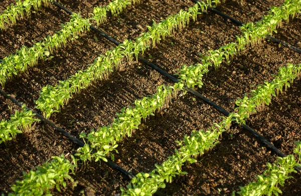 Organic Coriander Plants Irrigation Lagoa Seca Paraiba Brazil March 2004 — Stock Photo, Image