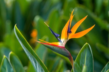 Heliconia çiçeği, Strelitizia reginae, cennet kuşu olarak da bilinir, yeşil yapraklardan oluşan bir arka planda..