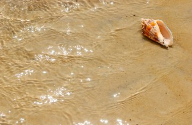 Sahildeki deniz kabuğu arka plan olarak.