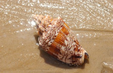 Sahildeki deniz kabuğu arka plan olarak.