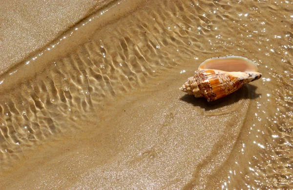 Seashell Пляжном Песке Качестве Фона — стоковое фото