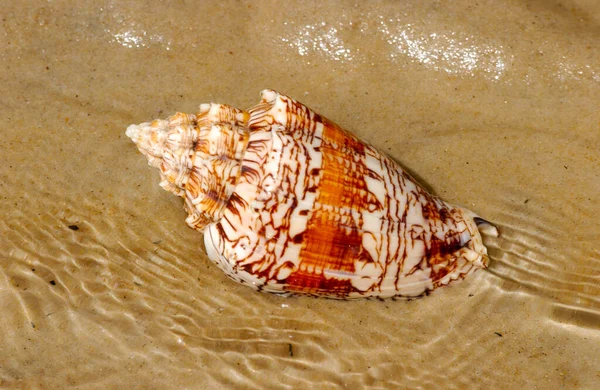 Seashell Beach Sand Background — Stock Photo, Image