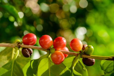 Bitkinin üzerine kırmızı kahve üzümleri yakın plan çözünmüş yeşil yapraklı..