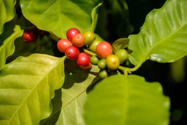 Bitkinin üzerine kırmızı kahve üzümleri yakın plan çözünmüş yeşil yapraklı..