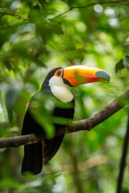 Güney Brezilya 'daki tropikal bir ormanda bulunan Ramphastos sülfür türünün Toucan' ı. Tukan, Brezilya yağmur ormanlarında yaşayan bir kuştur..