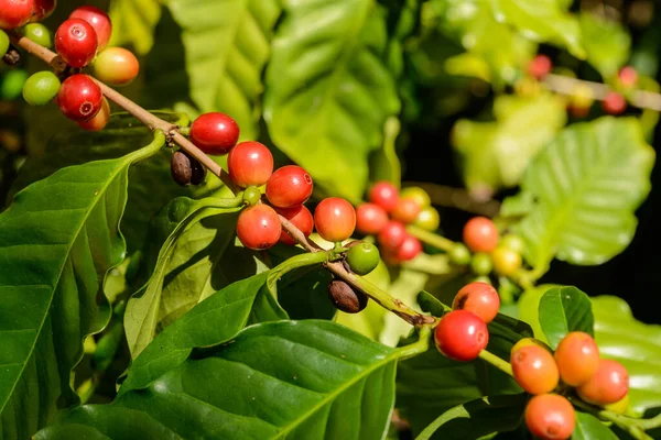 Piros Kávé Bogyók Növényen Közel Disocused Zöld Lombozat Háttér — Stock Fotó