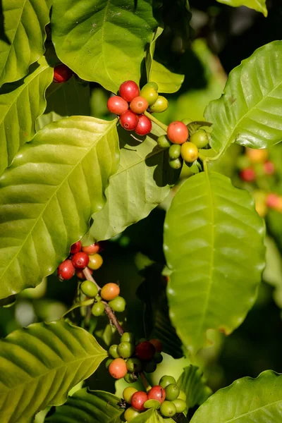 Piros Kávé Bogyók Növényen Közel Disocused Zöld Lombozat Háttér — Stock Fotó