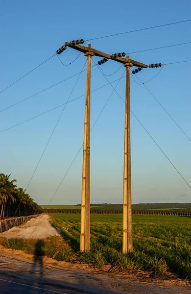 Ländliche Strommasten Zwischen Zuckerrohr Und Kokospalmen Lucena Paraiba Brasilien August — Stockfoto