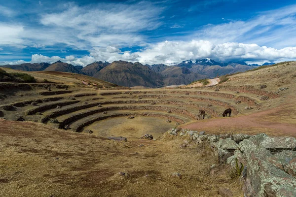 Moray Régészeti Központ Urubamba Cuzco Peru 2014 Október Inka Mezőgazdasági — Stock Fotó