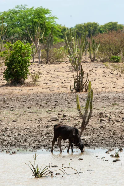 Sapi Minum Air Dari Genangan Air Selama Musim Kemarau Daerah — Stok Foto