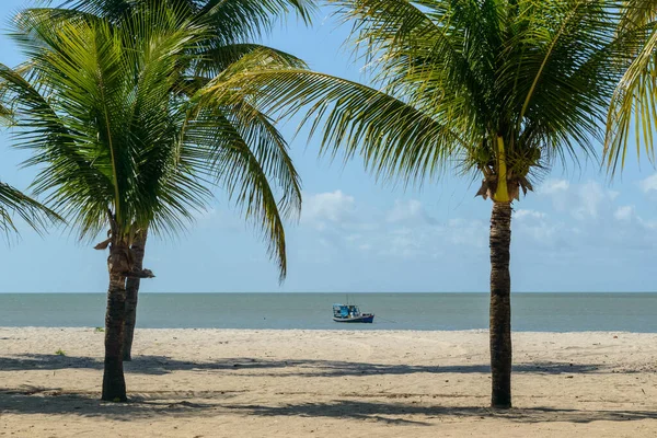 นมะพร าวและเร อบนชายหาด Lucena ใกล Joao Pessoa Paraiba บราซ ลเม ภาพสต็อก