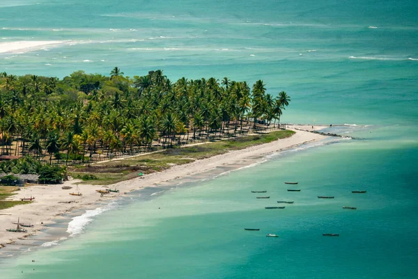 Coconut Grove Sur Île Itamaraca Pernambuco Brésil Mars 2010 — Photo