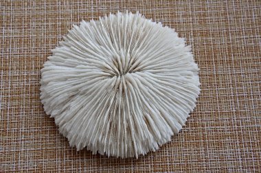 Beyaz ve yuvarlak şekilli radikal ışıltılı mineral.