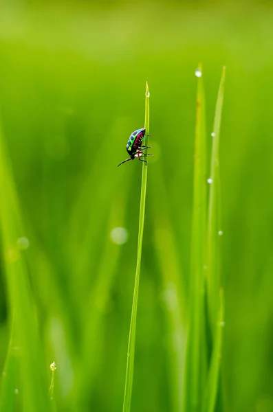 Couleur plein insecte sur l'herbe après la pluie — Photo