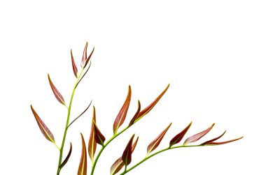 Mavi gökyüzü ile kırmızı yazısı