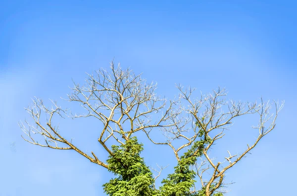 Rama de árboles y cielo azul — Foto de Stock