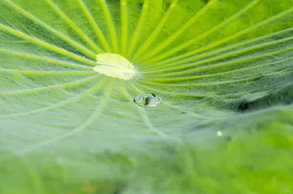 Вода на листе лотоса — стоковое фото