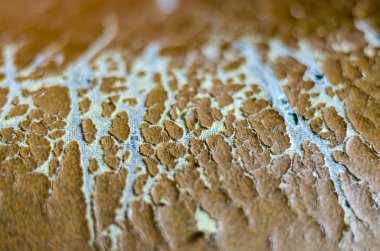 Deri kanepede gözyaşı