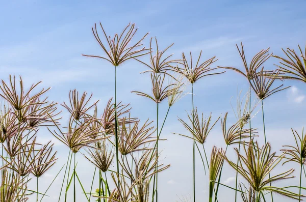 Травы и голубое небо — стоковое фото