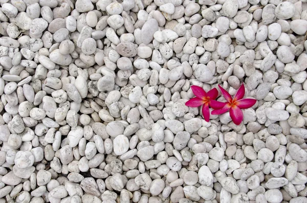 Kwiat na ogród skalny — Zdjęcie stockowe