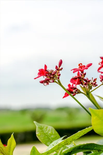 Маленький дикий цветок — стоковое фото